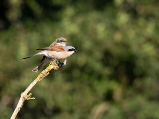 Neunt&ouml;ter (Lanius collurio)