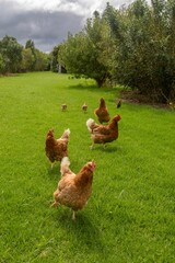 Free-range chickens foraging in a grassy yard. Beautiful outdoor scene. TE KOPURU, DARGAVILLE, NORTHLAND, NEW ZEALAND