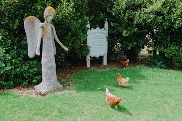 A weathered stone angel statue stands guard over the Little Chapel, a New Zealand church. Two brown hens roam the grassy grounds. SMALLEST CHAPEL IN NEW ZEALAND, DARGAVILLE, NORTHLAND, NEW ZEALAND