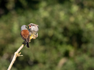 Neuntöter (Lanius collurio)