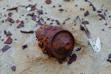 Rusty metal can discarded on sandy beach. Nature's decay. POUTO PENINSULA, POUTO, NORTHLAND, NEW ZEALAND