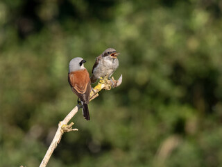 Neuntöter (Lanius collurio)