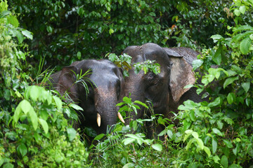 The Borneo elephant, also called the Bornean elephant or the Borneo pygmy elephant. Picture taken at wild Bilit Kinabatangan Sabah Malaysia. © lanolan