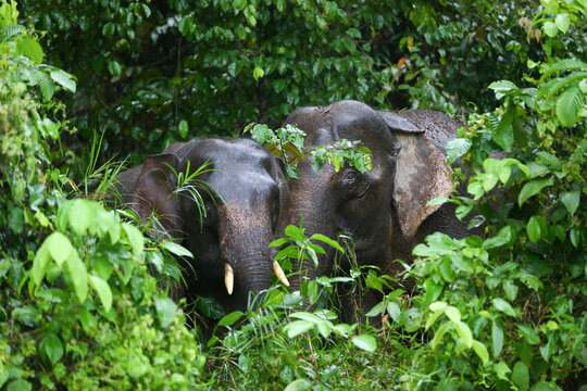 The Borneo elephant, also called the Bornean elephant or the Borneo pygmy elephant. Picture taken at wild Bilit Kinabatangan Sabah Malaysia.