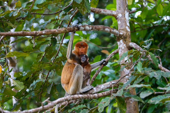 A female wild proboscis monkey with baby looking direct to camera sit at shaded area to avoid from hot sun at mangrove forest in Sukau Bilit Kinabatangan Sabah Malaysia.
