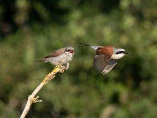 Fototapeta premium Neuntöter (Lanius collurio)