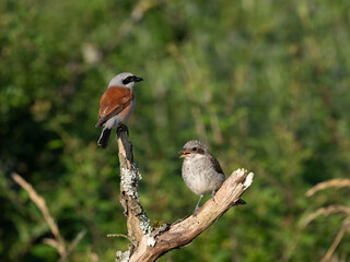 Neuntöter (Lanius collurio)