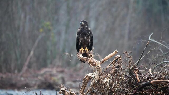 Immature bald eagle watching from fallen tree rootball in winter with bright orange feet on natural wooden perch