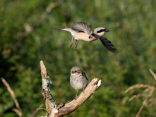 Neuntöter (Lanius collurio)