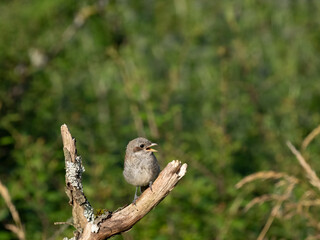 Neuntöter (Lanius collurio)
