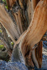 Close up of an Ancient Bristlecone Pine in White Mountains, California, intricate patterns and textures of the wood are a testament to the tree's resilience and survival in extreme climatic conditions