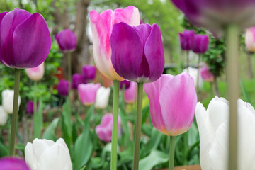 Fototapeta premium tulips wallpaper.Purple tulips Group. White, dark purple and pink tulips in a spring garden. Spring flowers in purple and white shades.tulips bouquet planting. Bulbous perennial flowers.