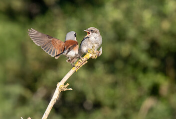 Neuntöter (Lanius collurio)