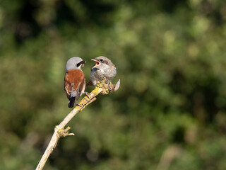 Neuntöter (Lanius collurio)