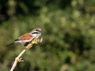 Neuntöter (Lanius collurio)