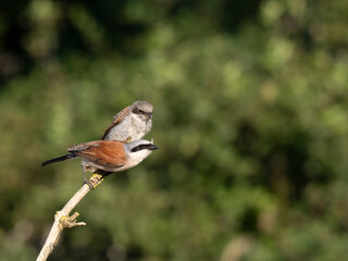 Neuntöter (Lanius collurio)