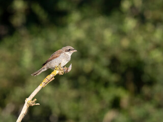 Neuntöter (Lanius collurio)