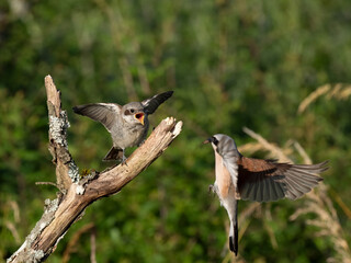 Neuntöter (Lanius collurio)
