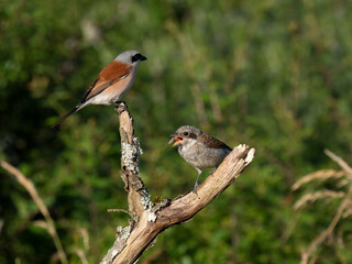 Neuntöter (Lanius collurio)