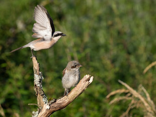 Neuntöter (Lanius collurio)