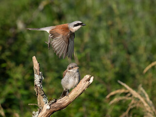 Neuntöter (Lanius collurio)