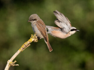 Neuntöter (Lanius collurio)