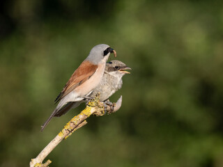 Neuntöter (Lanius collurio)