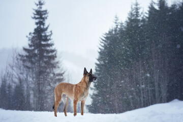 A Belgian Malinois standing in an open snowy meadow near the forest edge. The dog surveys the tranquil winter scene with alertness and grace.