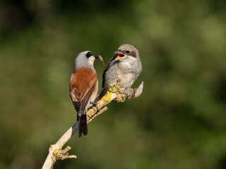Neuntöter (Lanius collurio)