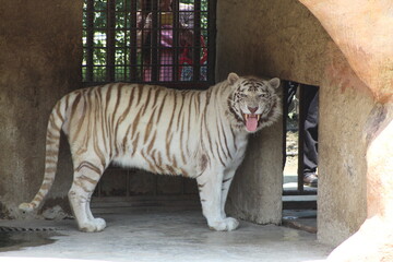 tigre blanco