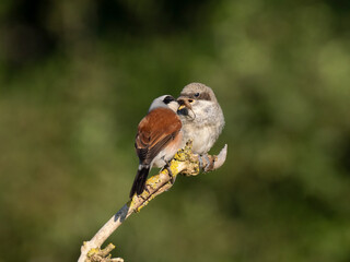Neuntöter (Lanius collurio)