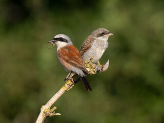 Neuntöter (Lanius collurio)