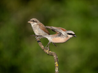 Neuntöter (Lanius collurio)