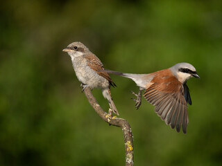 Neuntöter (Lanius collurio)