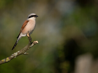 Neuntöter (Lanius collurio)