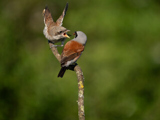 Neuntöter (Lanius collurio)