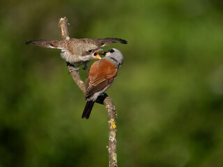 Neuntöter (Lanius collurio)
