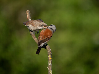 Neuntöter (Lanius collurio)
