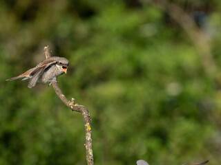 Neuntöter (Lanius collurio)