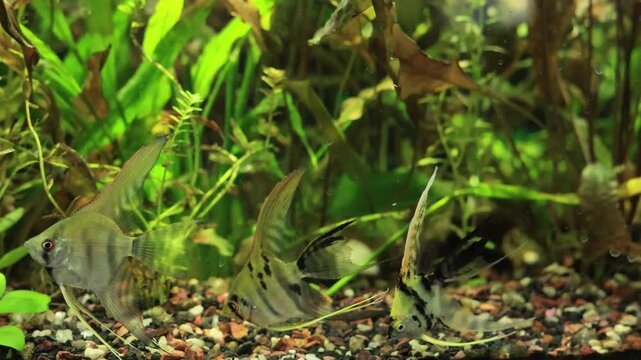 A school of Angel fishes with black-n-white stripes in densely planted tropical aquarium