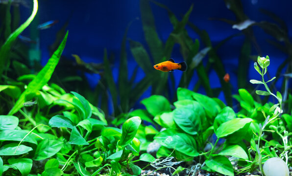 Docile red wag platy swimming in a densely decorate with live plants tropical community aquarium, shallow depth of field