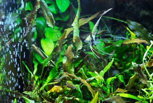 Angelfish in a Tropical Aquarium with an air bubbler