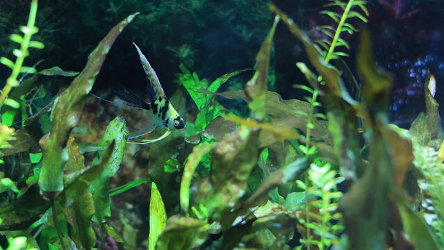 Angel fish with black-n-white stripes in densely planted tropical aquarium, sahllow DOF