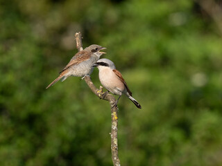 Neuntöter (Lanius collurio)
