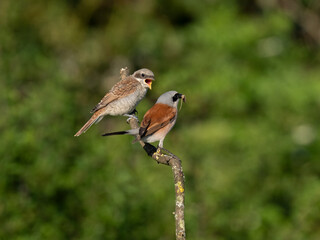 Neuntöter (Lanius collurio)