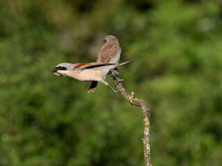 Neuntöter (Lanius collurio)