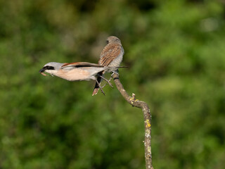 Neuntöter (Lanius collurio)