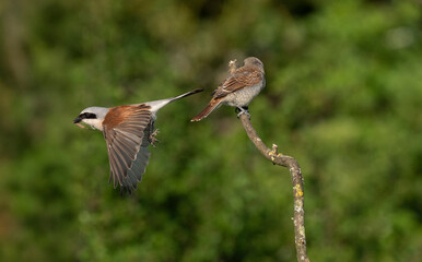 Neuntöter (Lanius collurio)