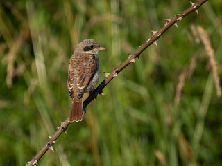 Neuntöter (Lanius collurio)