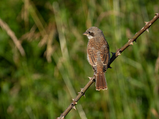Neuntöter (Lanius collurio)